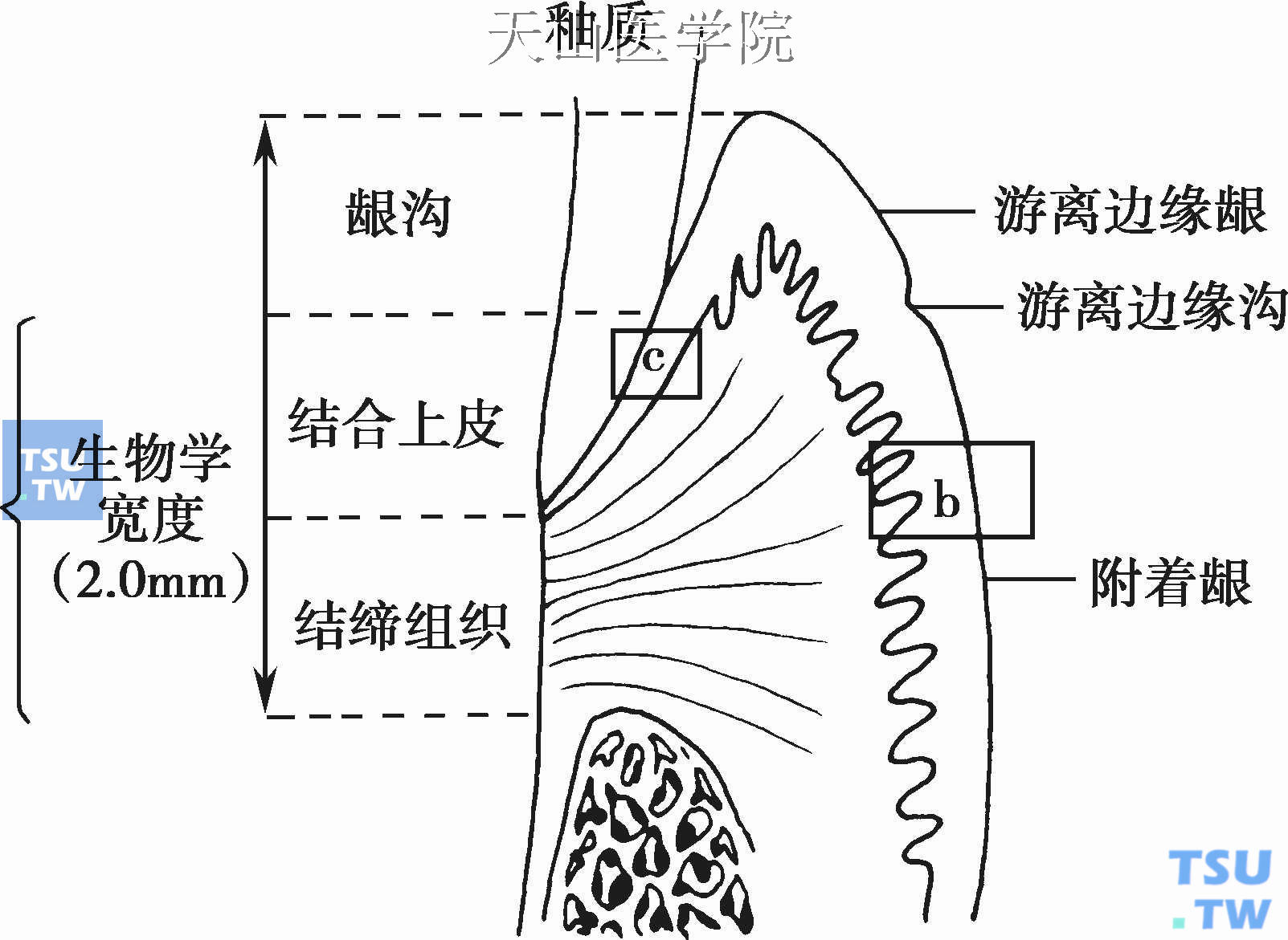 牙周组织：牙龈、龈牙、健康修复及生物学宽度