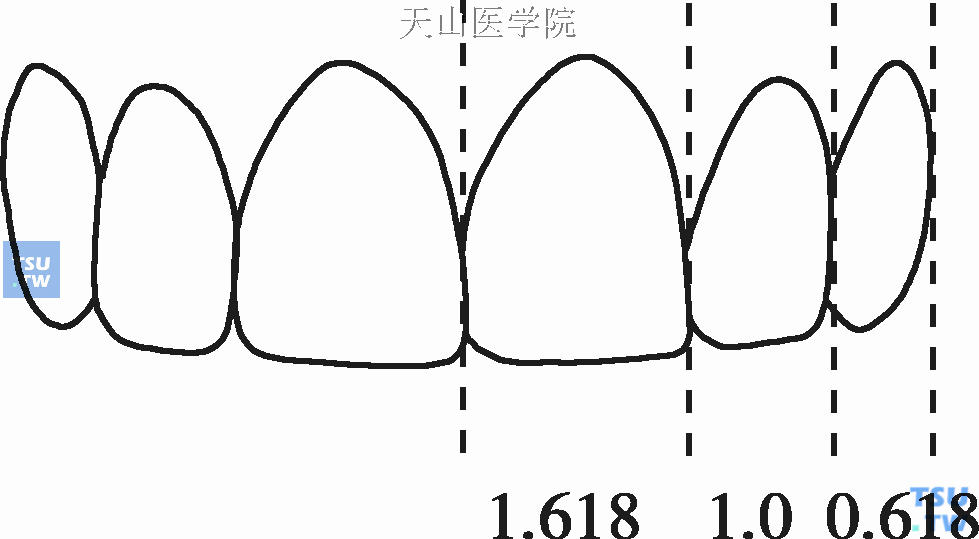 前牙的黄金比例美