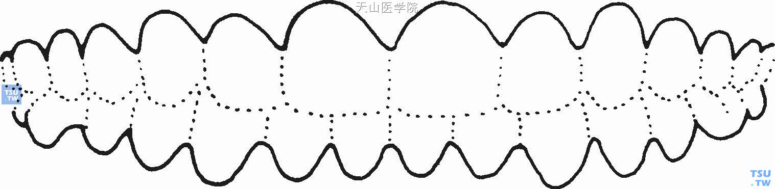 牙颈部的动感节奏美