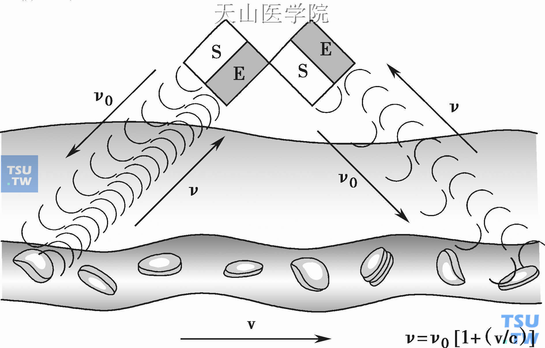 牙髓激光多普勒血流量测定示意图