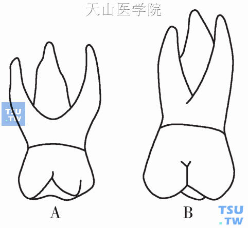 儿童牙列及儿童牙齿解剖学特点