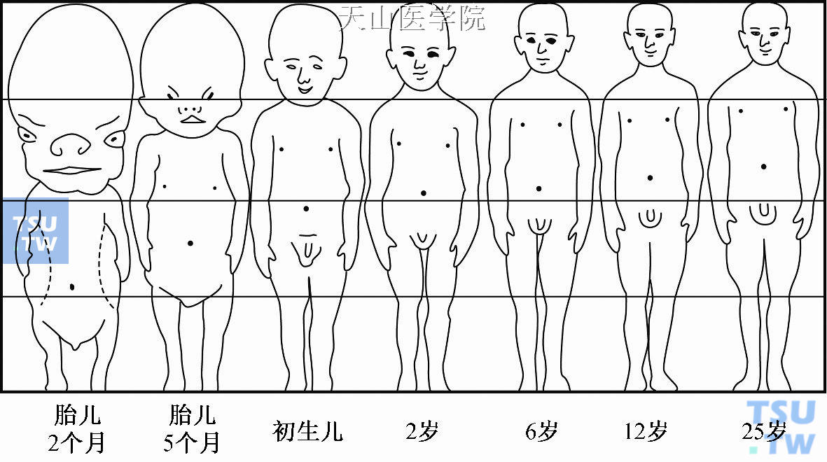 从胎儿至25岁成年身体各部分比例变化图