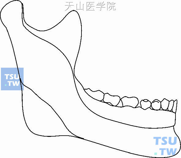 下颌骨结构示意图