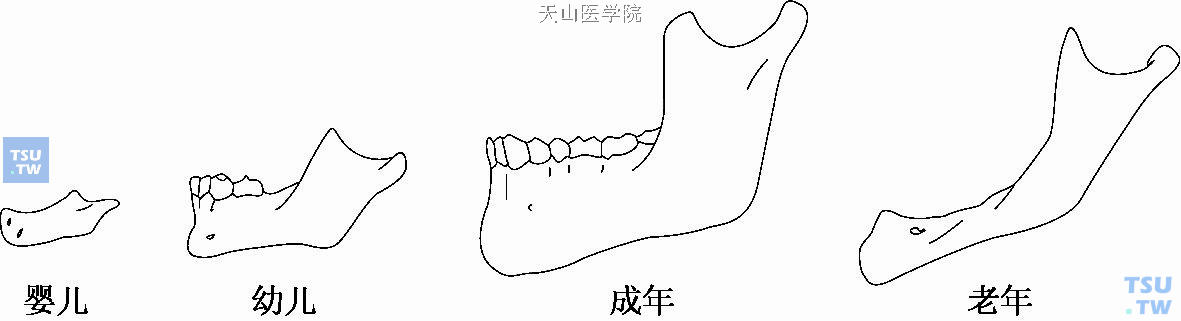 下颌角年龄变化图