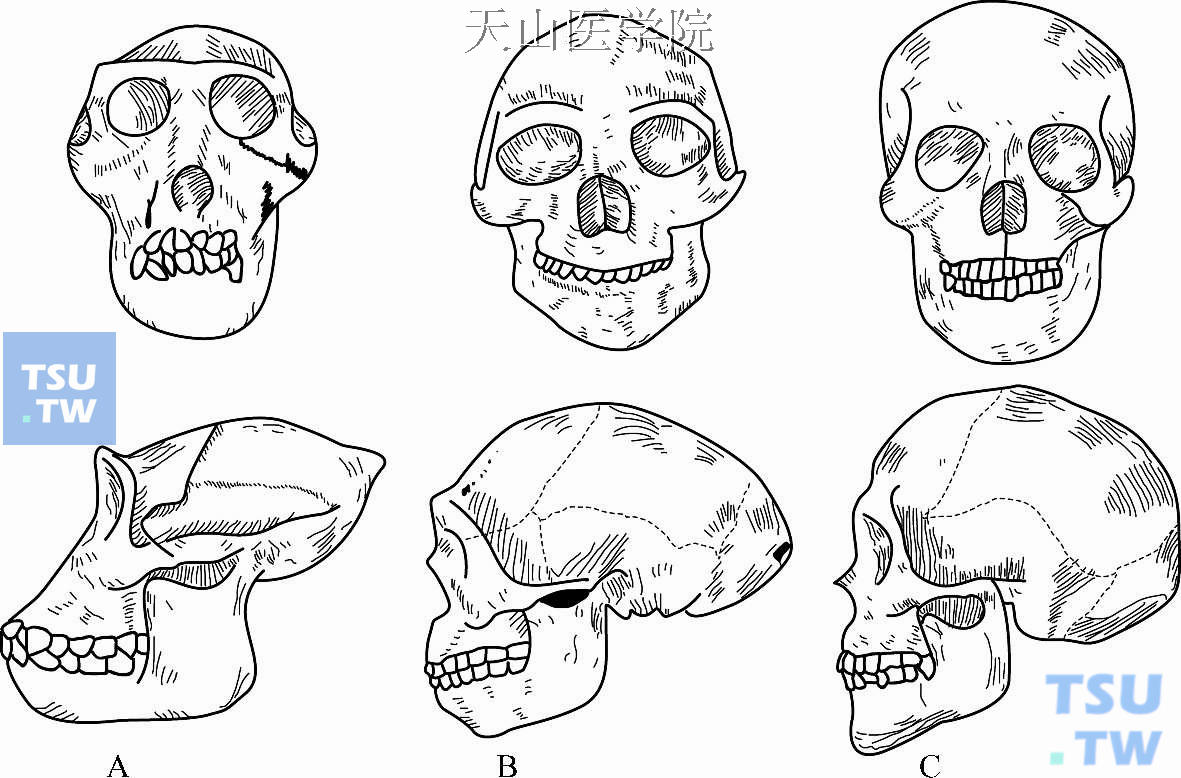 人类进化过程中头骨的比较