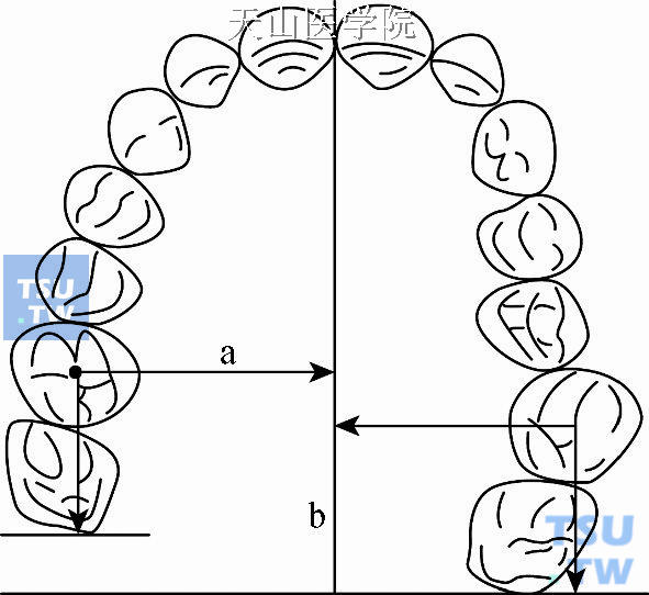 牙弓对称性的测量分析：a. 分规测量法；b. 坐标测量法