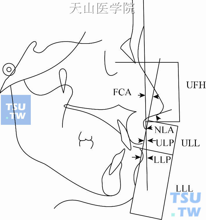 常用软组织测量内容