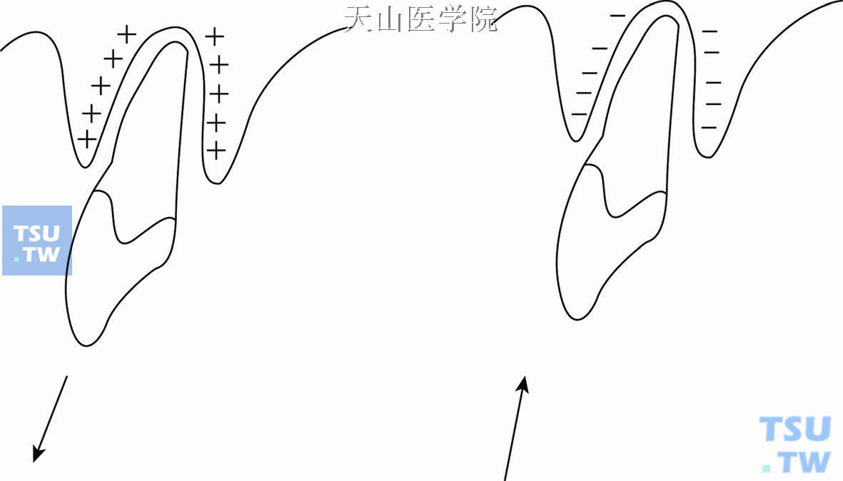 正畸矫治力与牙齿的移动