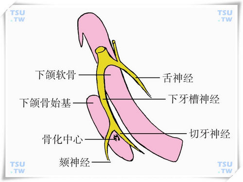 下颌骨的生长发育