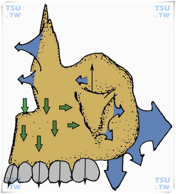  上颌骨整体生长发育综合示意图