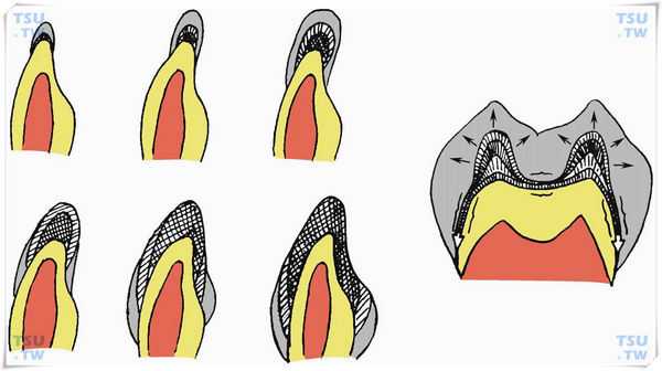  牙的生长发育过程
