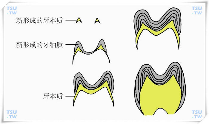  牙本质的沉积