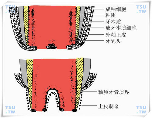 牙体组织的形成