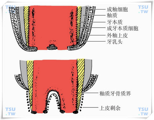  牙根的形成