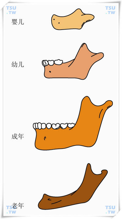  下颌角的年龄变化