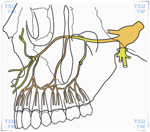 上颌神经分支示意图图片