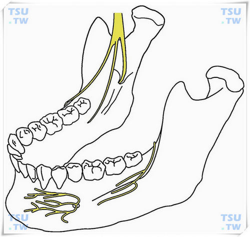  下牙槽神经、舌神经、颊神经颌骨内走行示意图