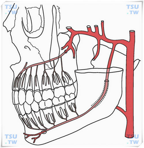 智齿与血管：上牙槽后动脉、下牙槽动脉、面动脉、颞浅动脉