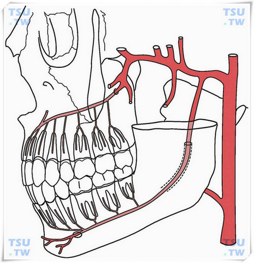 下牙槽动脉图片