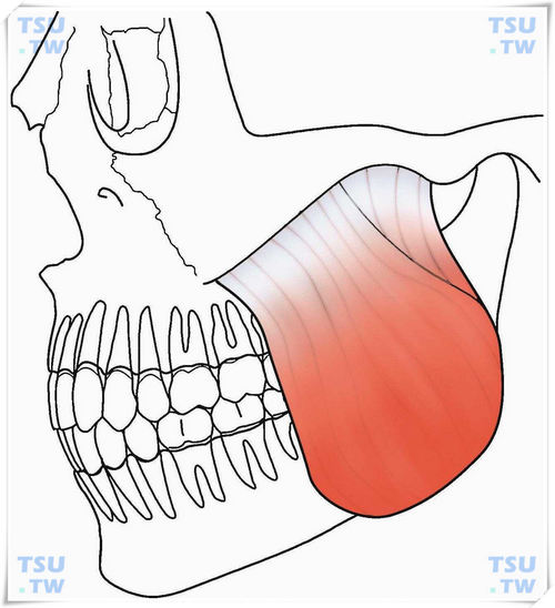 智齿与肌肉：咬肌、翼内肌