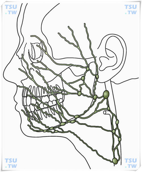  下颌下淋巴结的引流图