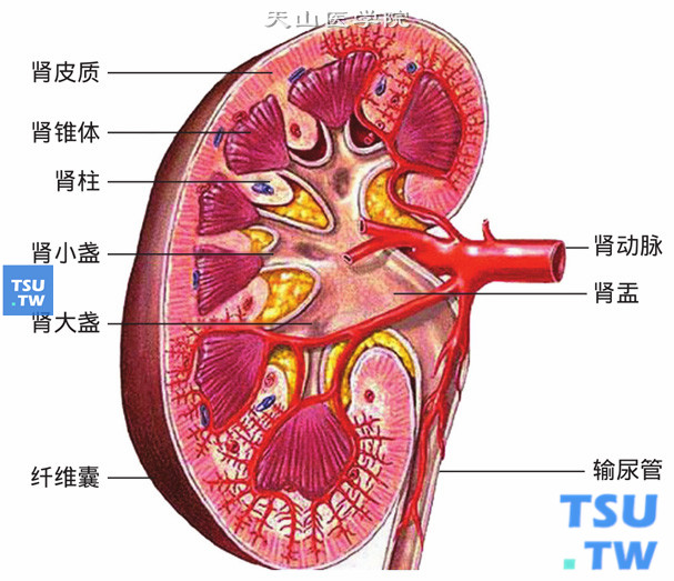 肾的图片大全 结构图图片