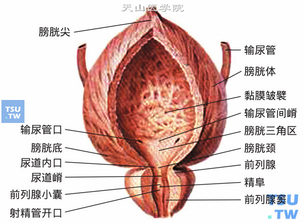 膀胱结构示意图（膀胱及男性尿道前列腺部，前面观）