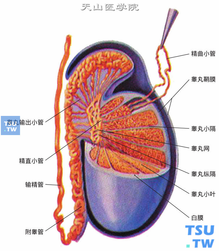 睾丸内部结构模式图