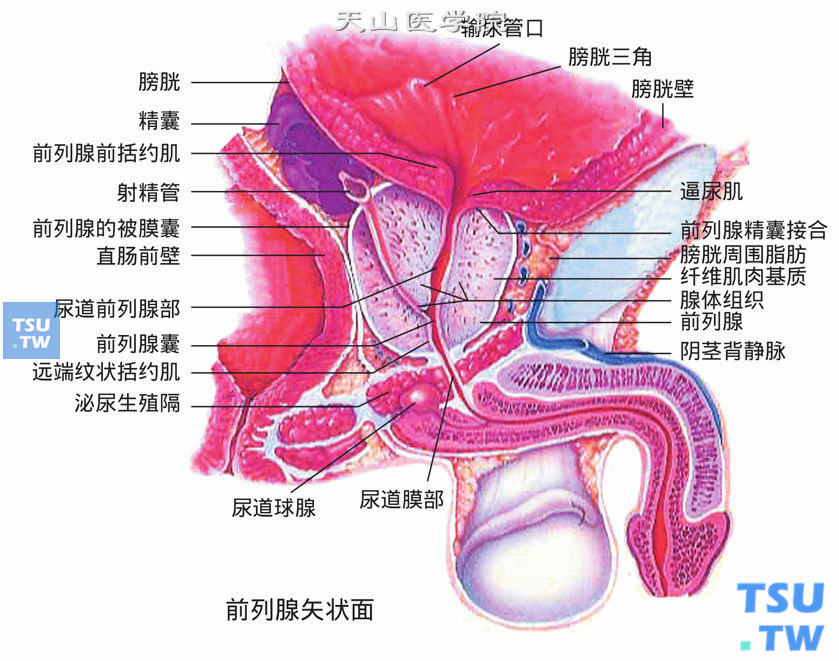 前列腺分区图图片