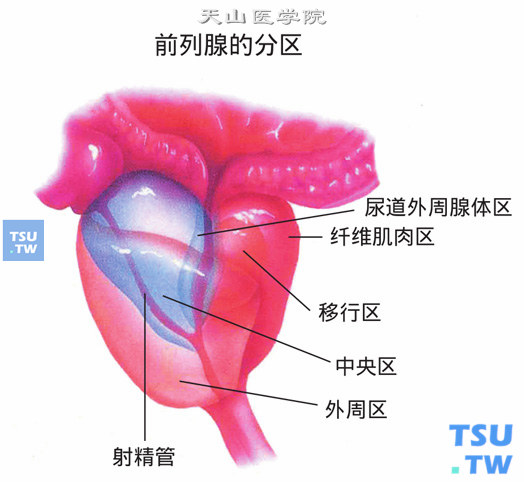 前列腺分区；前部纤维肌肉间质区，后部双侧叶和前部下方为外周区，内部在尿道周围为移行区，移行区和外周区之间为中央区