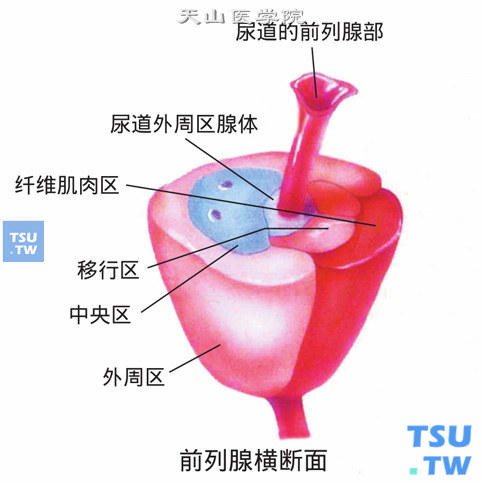 前列腺分区图图片