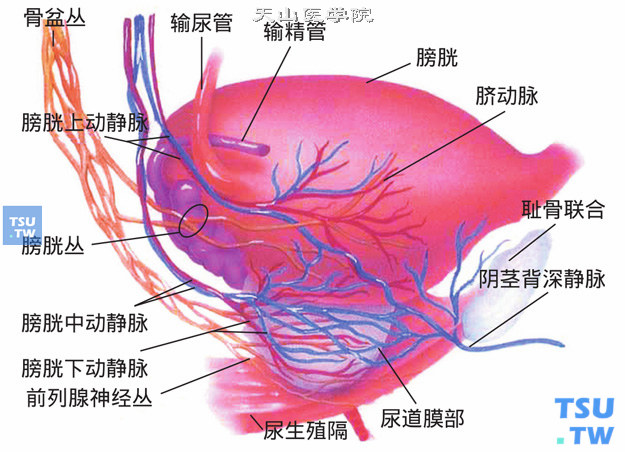 前列腺的血管神经束