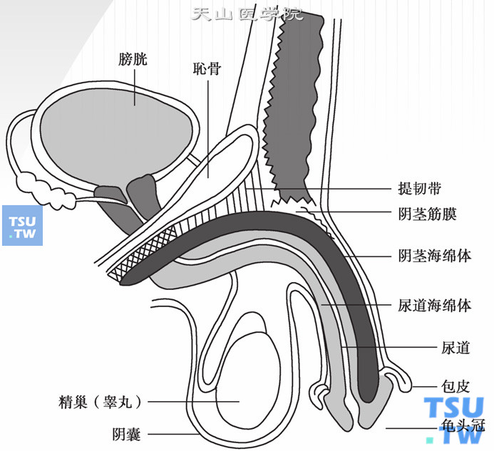  阴茎结构示意图