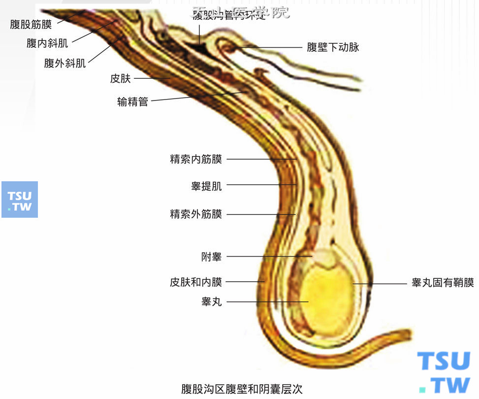 正常阴囊结构示意图