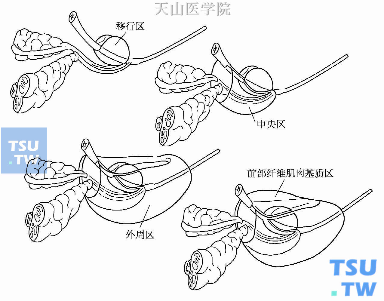 前列腺的组织学结构