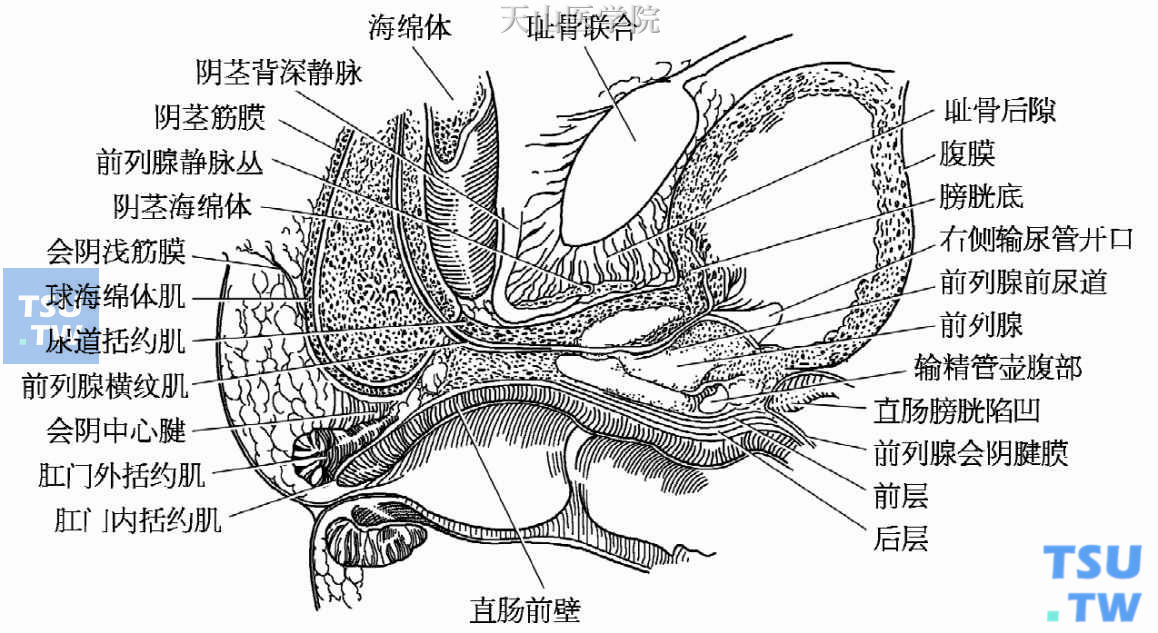 前列腺平滑肌图片