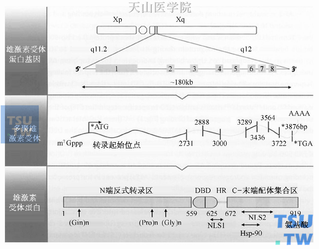 雄激素受体基因，mRNA，蛋白质组织