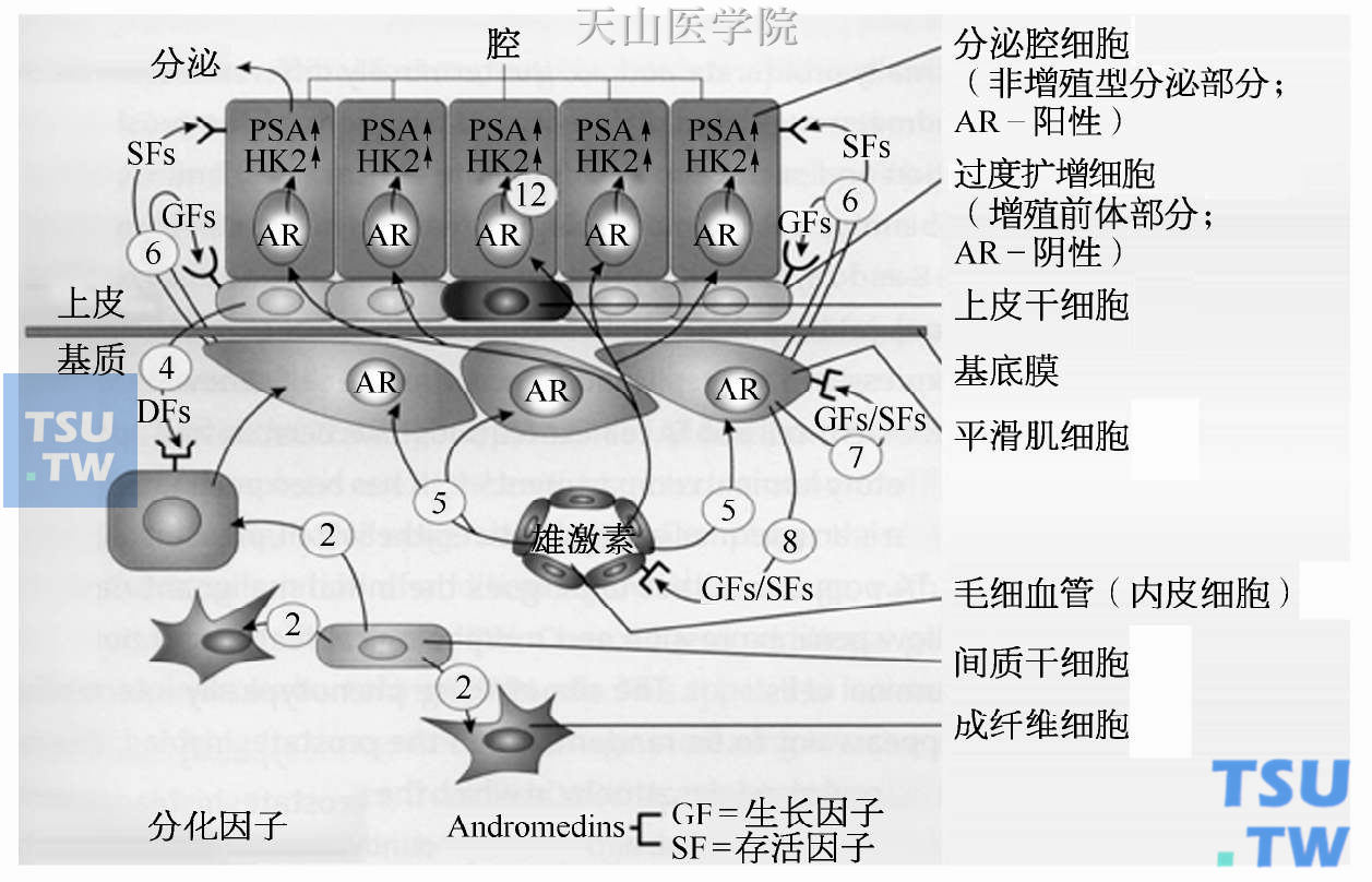 上皮细胞与前列腺基质的相互作用机制