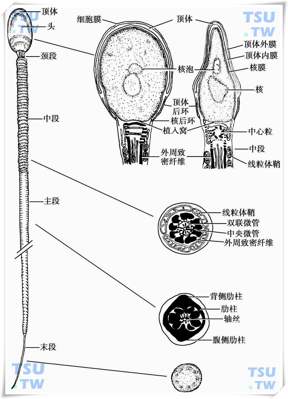  人精子超微结构模式图