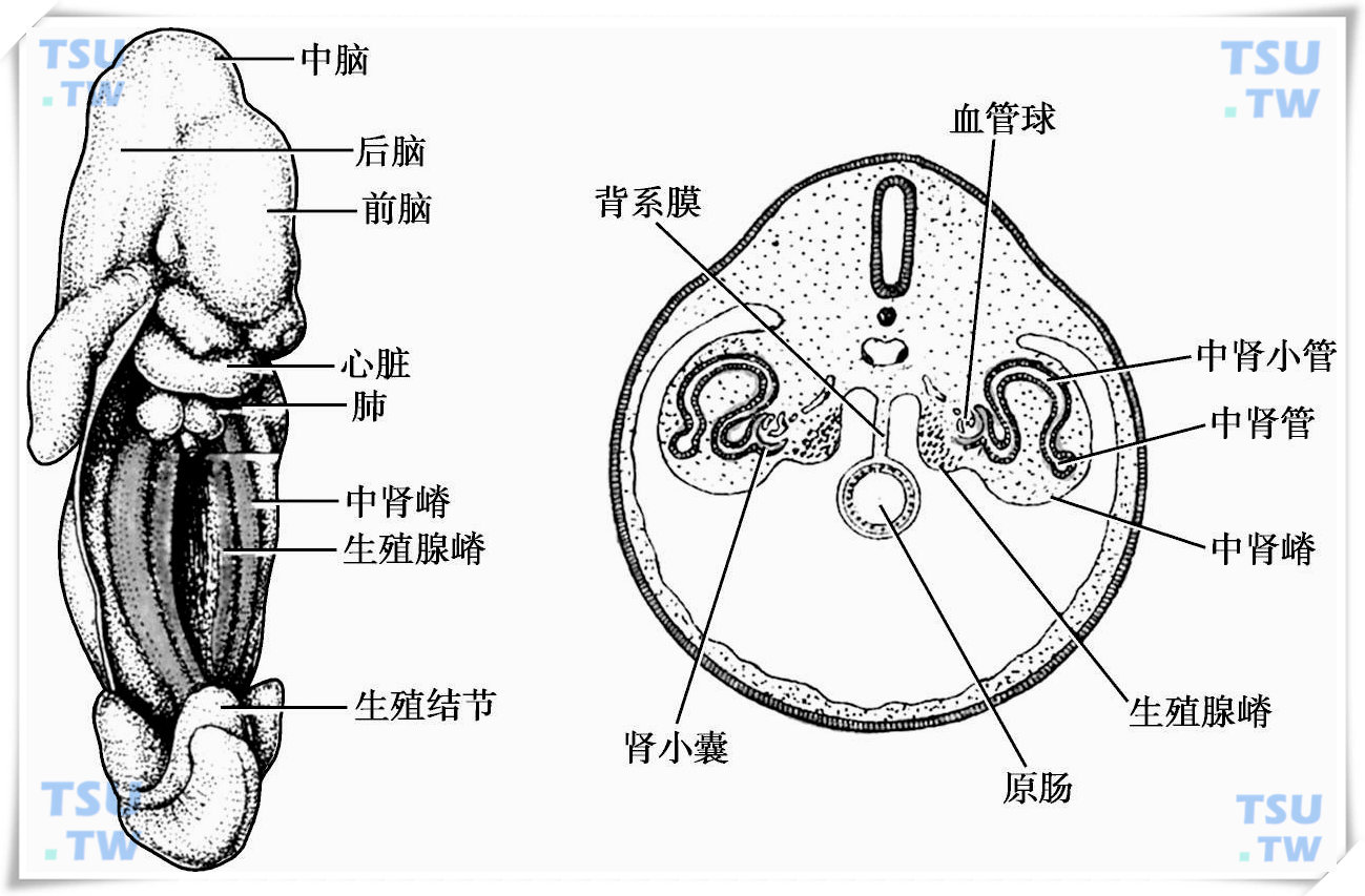  中肾嵴和生殖腺嵴发生模式图