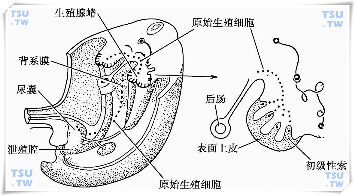  未分化性腺示意图