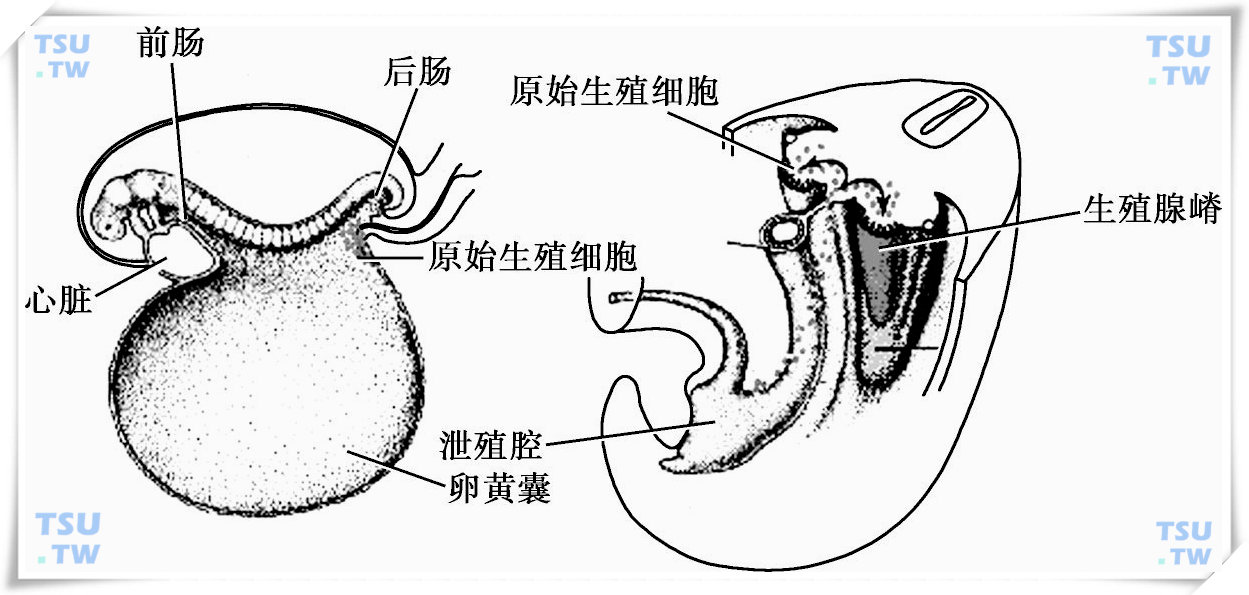  原始生殖细胞迁移示意图