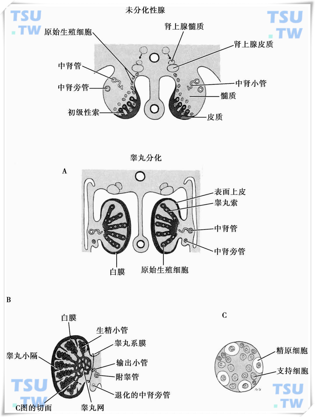  睾丸发生与分化模式图