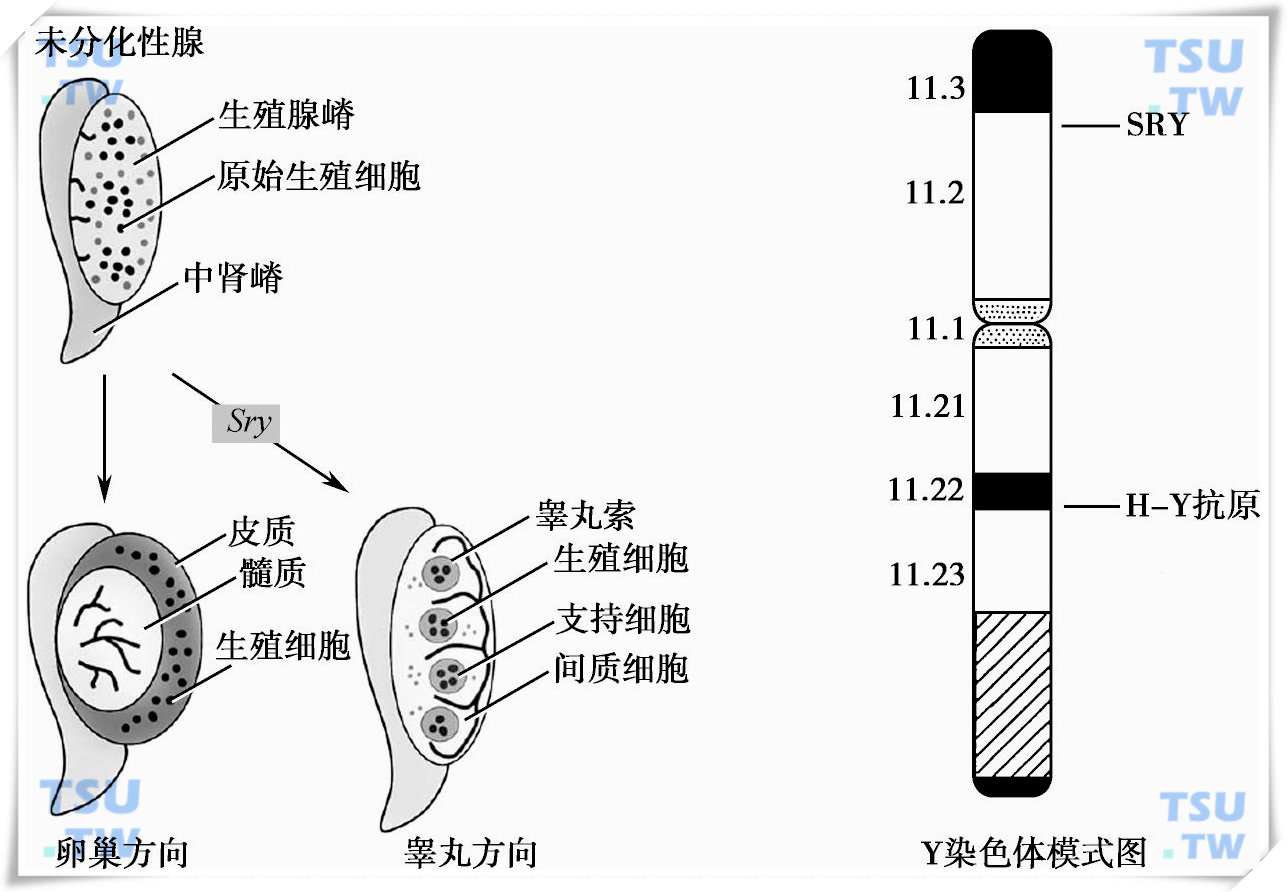 睾丸分化发育的调控