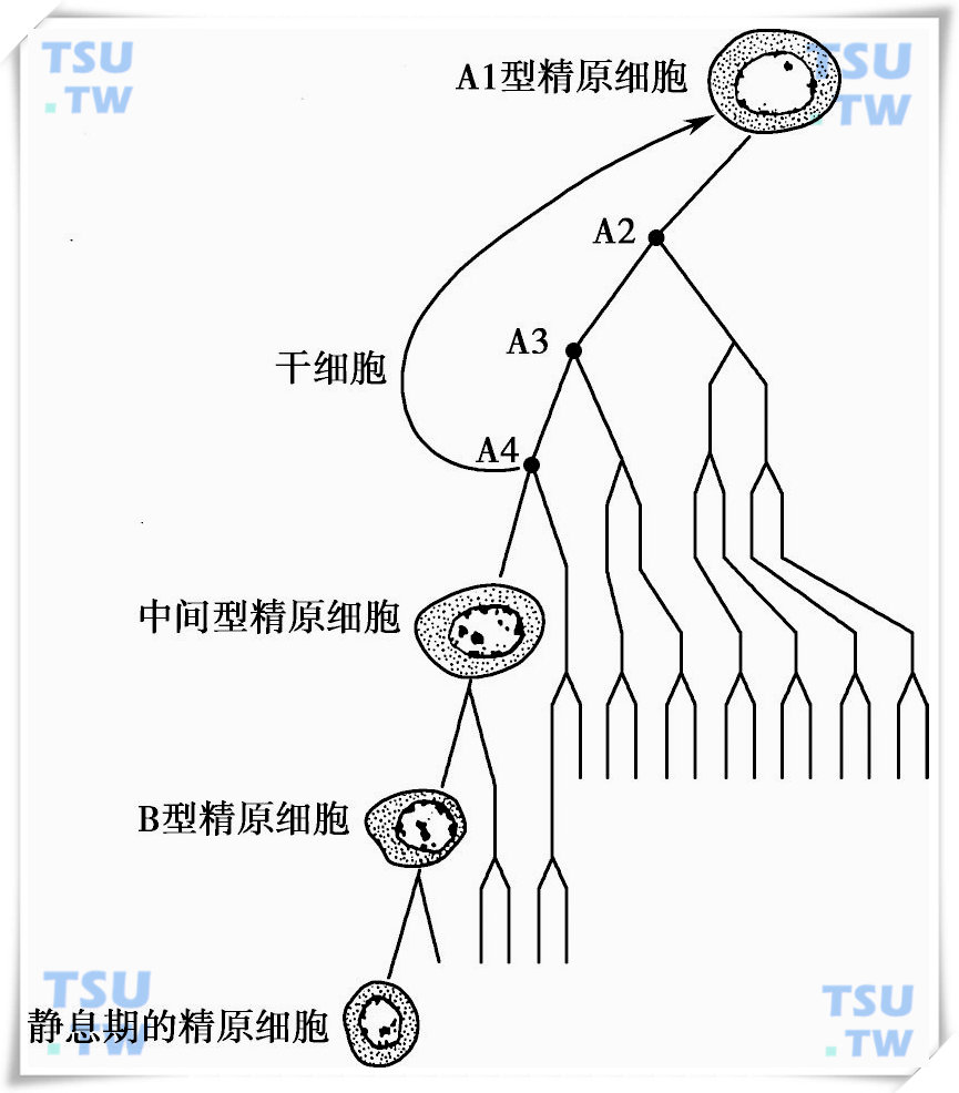 精子发生的有丝分裂增殖的过程