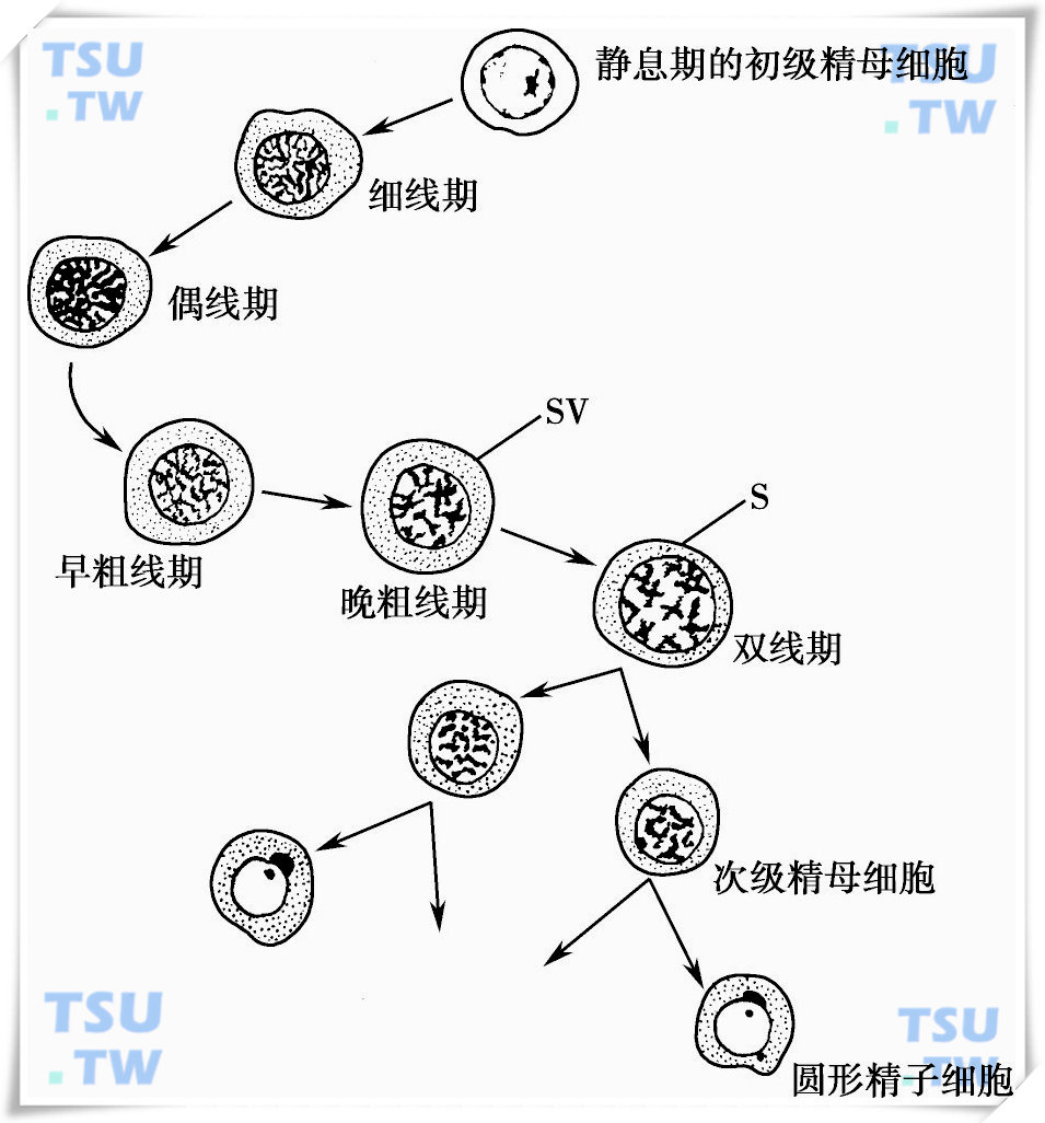 精子发生的初级精母细胞减数分裂