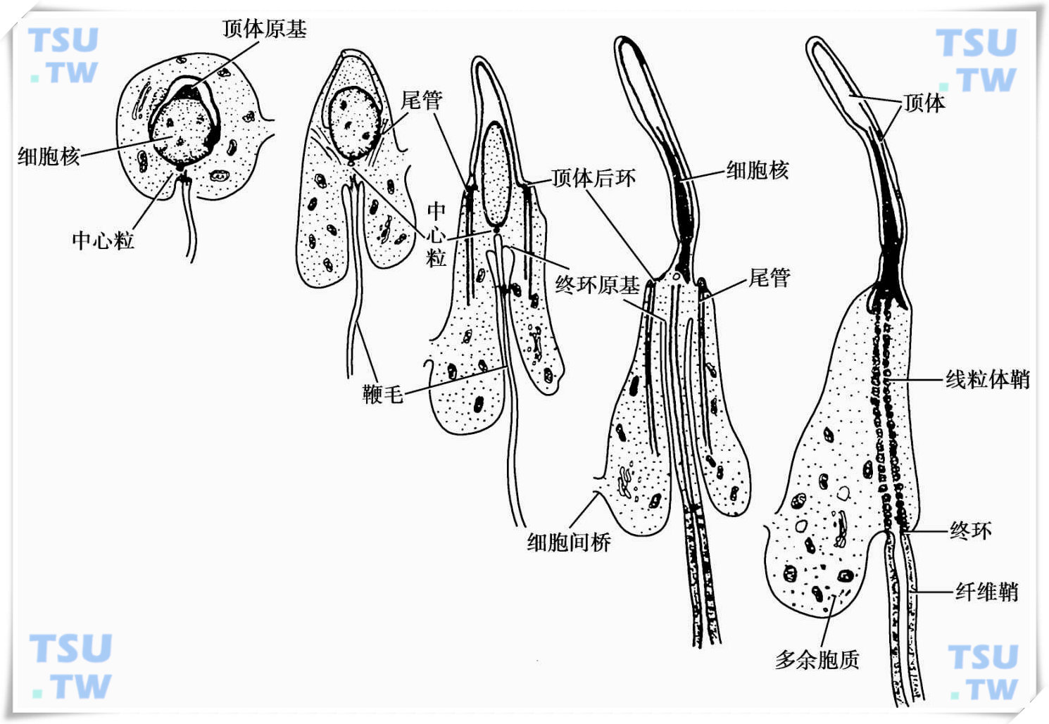  豚鼠精子细胞变态过程示意图