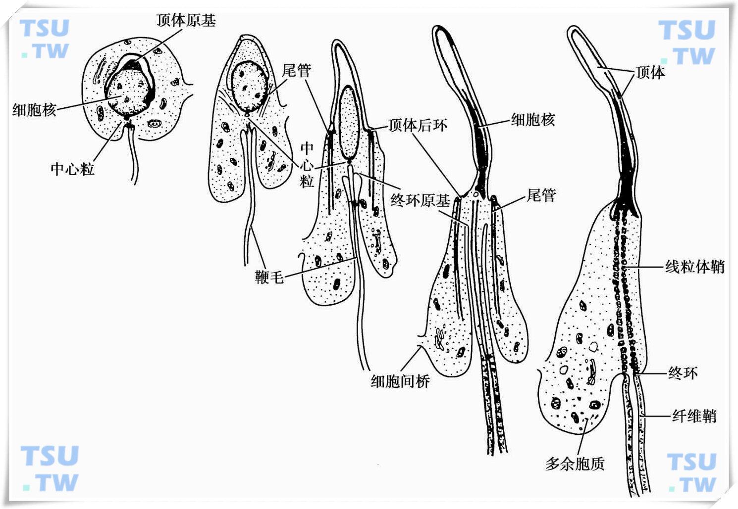 精子卵子图片大全-精子卵子高清图片下载-觅知网