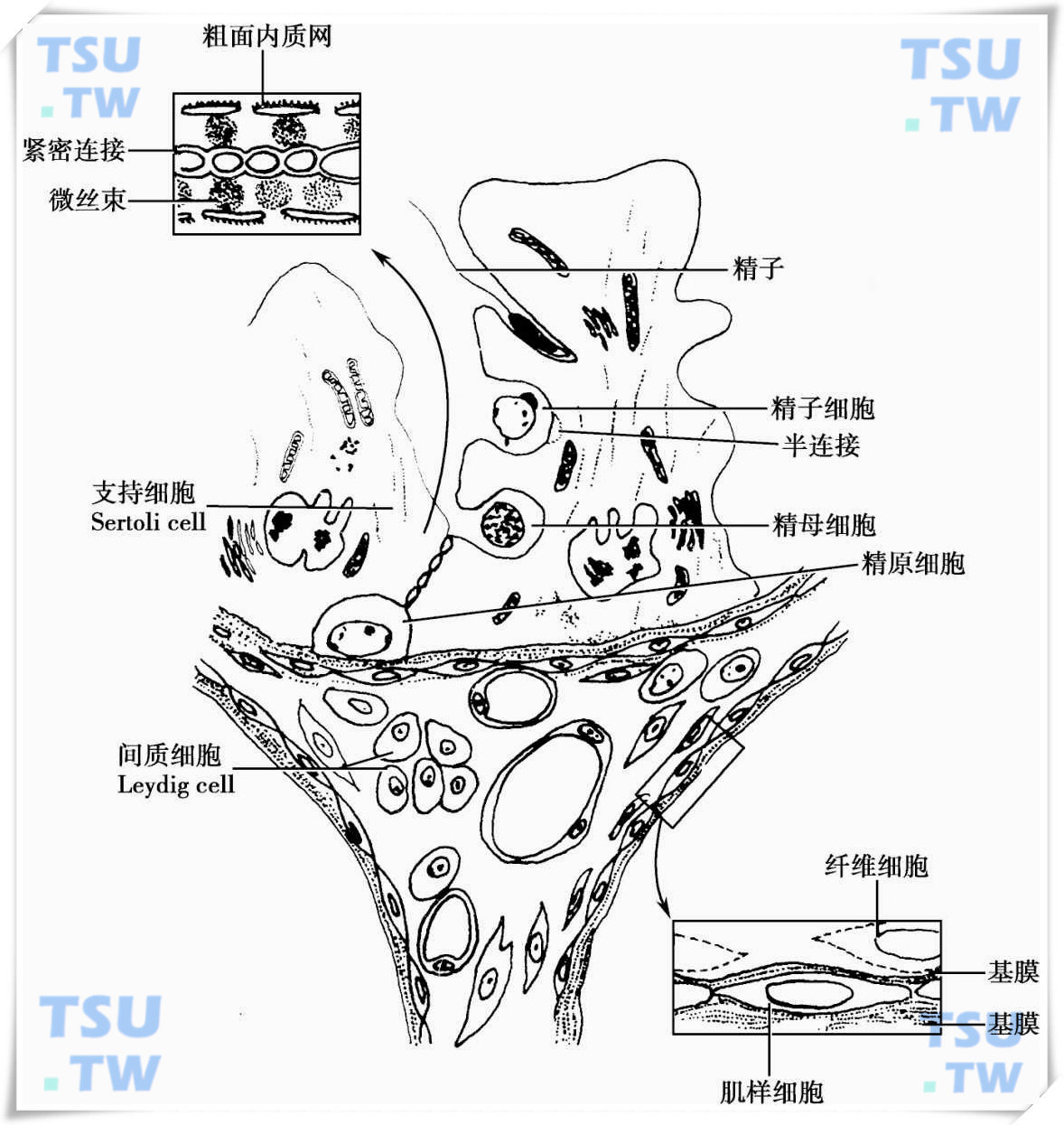  成年睾丸横切面模式图