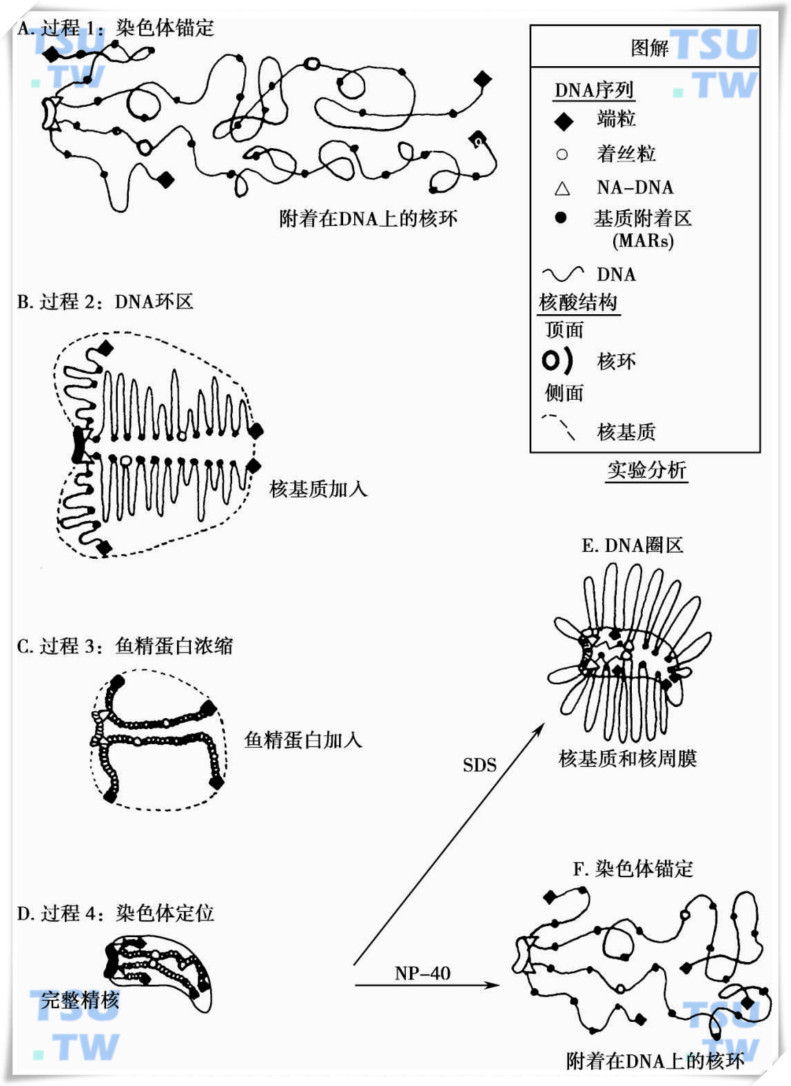 染色体的结构组成图片